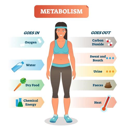 Why Does Your Metabolism Slow as You Age?